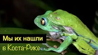 Коста Рика. Уникальные животные. Пума, колибри, Ягуар, Оцелот