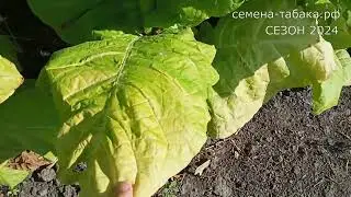 СЕЗОН 2024  #2 Обзор плантации табака от 2 Августа 2024.  Начало уборки листа.