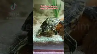 O SonicFlix - Episódio 65