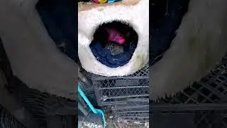 #shorts#Кошка беспородная принесла вчера котят....