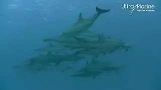 ULTRA Anchor | Image Video