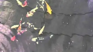 KOI WINTER BELOW ZERO, Koi Whisperer Keeps Koi Safe