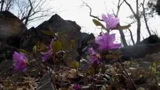 Где то багульник на сопках цветёт