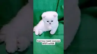 Сахарочек 💗 #скоттишстрайт #cat #kitten #catlover #шотланскиекотята #ns11333 #котятадляВас