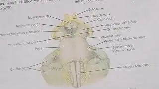 External structure of Mid Brain (brainstem) neuroanatomy