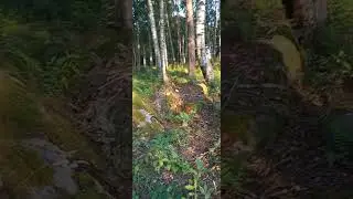 Встретил дикого кабана