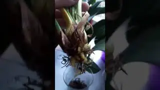 Цимбидеум без корней что делать!