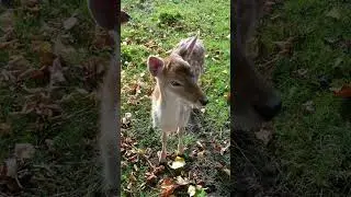 Baby deer #shorts