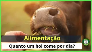 Quanto um boi come por dia?