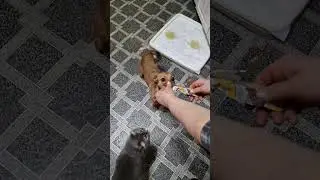 Гостинцы из Германии🙏❤️.  Угощение 🐱🐶