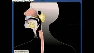 1  Digestive system