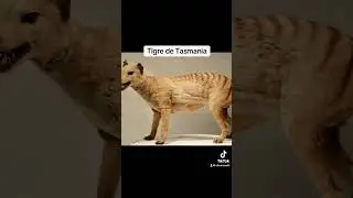 Animales extintos captados por cámara #shorts