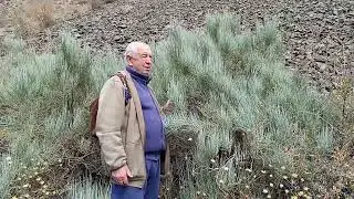 Эфедра около 100 тонна заготовил только Айнинский район при С С С Р