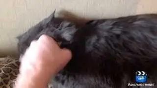 прикол над котом