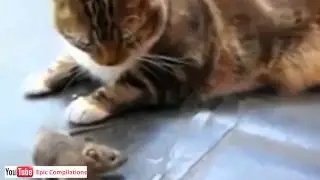 Cats+Maus