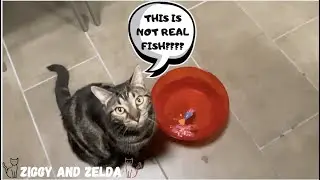 ROBOT FISH CAT TOY REVIEW- Ziggy and Zelda