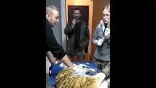 В Приморском крае найден тигренок-сирота