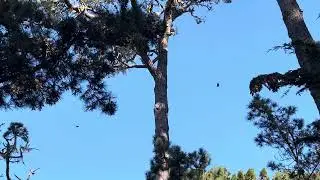Monarch butterfly clustering on a tall pine tree in the Monarch Butterfly Sanctuary, Pacific Groves