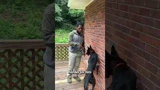 Here’s how I get my dogs to enjoy grooming