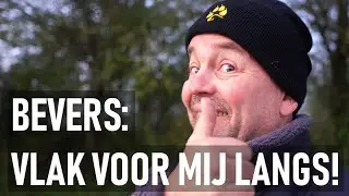 Bevers,  wat een geweldige bouwers zijn het toch!