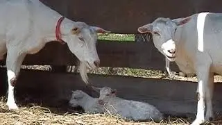малышня сутки под присмотром нянек