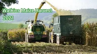 Watkins Maize 2021 - N.E.T Photography
