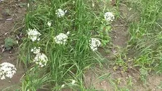 Как называется данный чеснок? (Часть 2. Цветение растения)