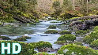River Water Streaming on Rocks | Beauty in Nature | River Flow | Royalty Free | Stock Footage