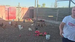 Feeding chicken in our farm🐔🐓 with melon 🍉