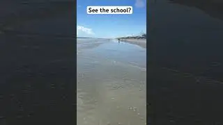 Huge school of sandfleas. #florida #saltlife #fishing