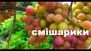 Виноград Смішарики: що вийшло на другий рік плодоношення?