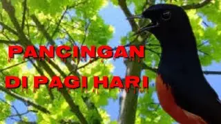 pancingan murai batu cocok di pagi, sore, malam hari, tokcer plong