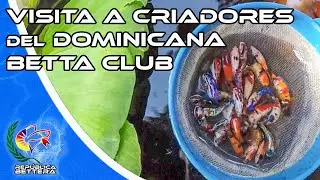 Visito criaderos de compañeros del Dominicana Betta Club