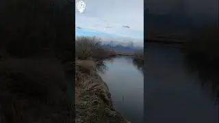 Охота на селезня. 2024 г.