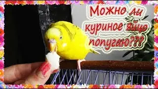 Можно ли давать попугаю куриное яйцо? Как давать яйцо волнистому попугаю? Можно ли яйцо попугаю???