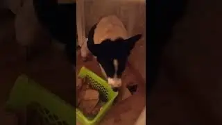 Хулиганка #собака #юмор #приколы #funny