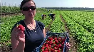 Июнь – время созревания земляники садовой