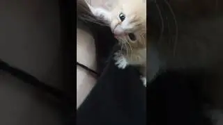 Опасный зверь😻 #cat #котенок #kitten #catlover #shorts #дети