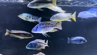 Beautiful African cichlids with lights off and lights on. Tank is crystal clear!
