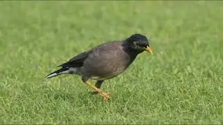 Masteran Suara Burung Jalak Nias ngeplong, dijamin langsung gacor dorrr