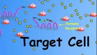 1. Peptide Hormone (German Narration).wmv