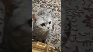 Юни подружился с Алисой