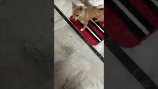 Danny DON band paye te ik step vi ni lainda watch full video #funny #hungry #lovepuppies #viral
