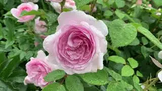 Rosa Olivia Rose Austin