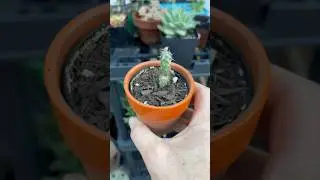 Found a tiny cactus! Let’s plant it up before the slugs get it 🌵 #plants #cactus #freeplants