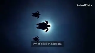 Antispeciesism means respect
