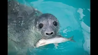 Тюленьчик..😍❤