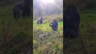 Enjoying some willow in the garden!  #gorilla #eating #outside