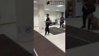 Занятие в группе по дрессировке: спокойное отношение к собакам. #Тольятти, 8 августа 2024 #собака
