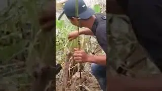 MANCING DI AIR KERUH ADA BUAYA WOW OMG IIII TAKUTTT